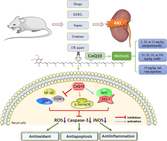 https://cdn.ncbi.nlm.nih.gov/pmc/blobs/8e11/9308331/178372ab28e2/11658_2022_361_Fig2_HTML.jpg