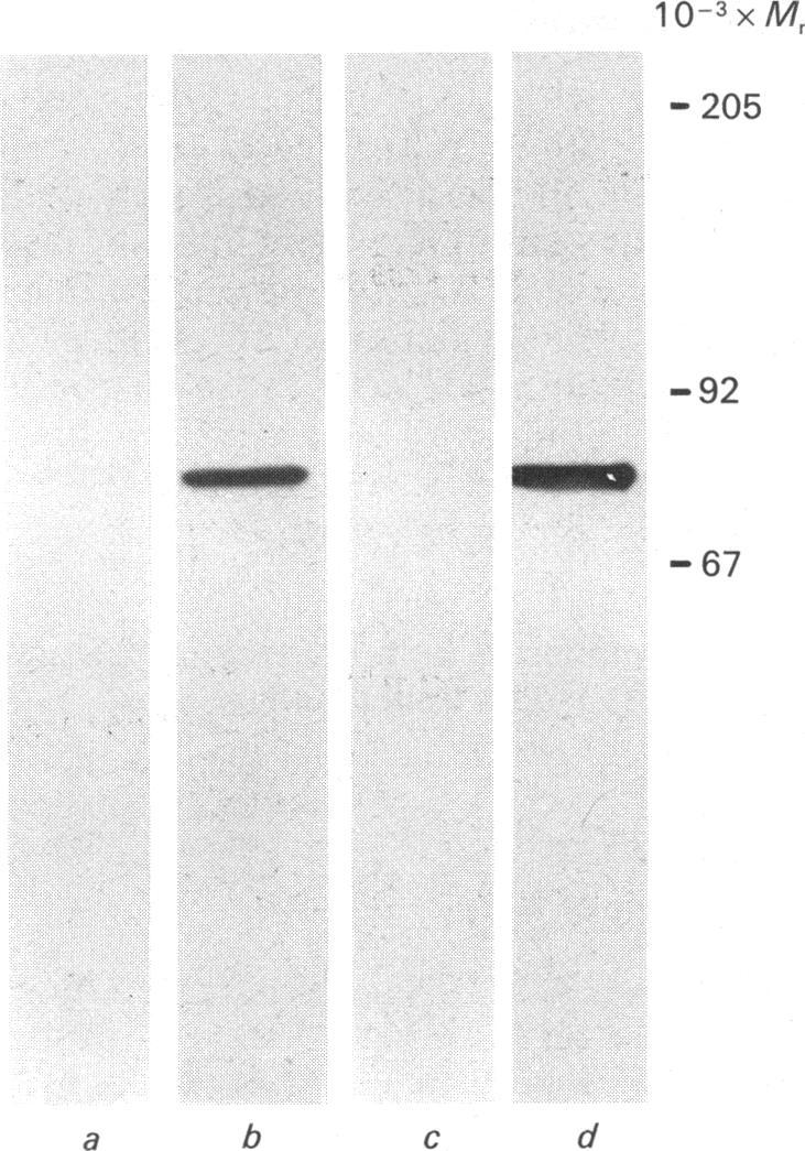 https://cdn.ncbi.nlm.nih.gov/pmc/blobs/8e12/1133640/41d93d640b2c/biochemj00193-0063-a.jpg
