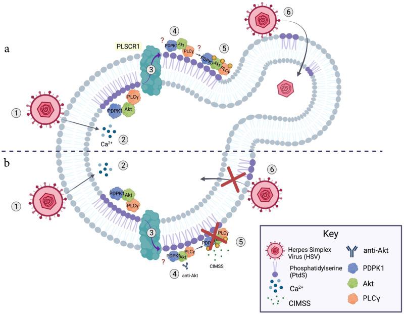 https://cdn.ncbi.nlm.nih.gov/pmc/blobs/8e12/9573873/3966aa96d6b9/42003_2022_4067_Fig10_HTML.jpg