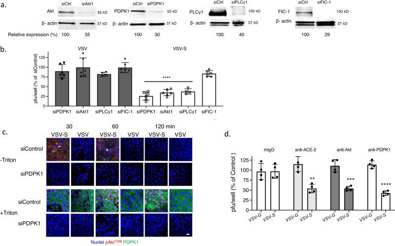 https://cdn.ncbi.nlm.nih.gov/pmc/blobs/8e12/9573873/85cb0ca825c7/42003_2022_4067_Fig9_HTML.jpg