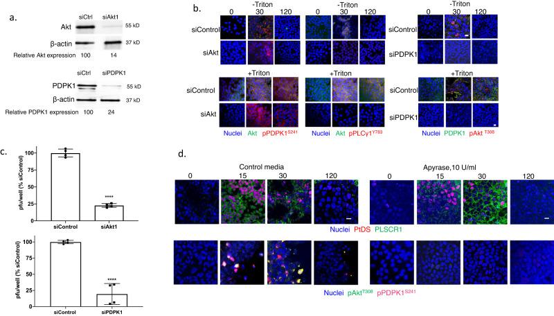 https://cdn.ncbi.nlm.nih.gov/pmc/blobs/8e12/9573873/ac7145b81850/42003_2022_4067_Fig6_HTML.jpg