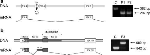 https://cdn.ncbi.nlm.nih.gov/pmc/blobs/8e14/2874020/f4d6218d1c1a/467_2010_1502_Fig1_HTML.jpg