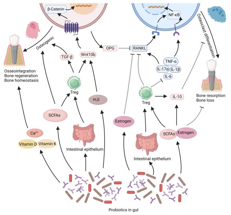 https://cdn.ncbi.nlm.nih.gov/pmc/blobs/8e16/10383117/4a3073e59a28/microorganisms-11-01845-g001.jpg