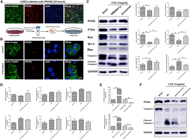 https://cdn.ncbi.nlm.nih.gov/pmc/blobs/8e1a/6479666/1ae14938343a/gr6.jpg