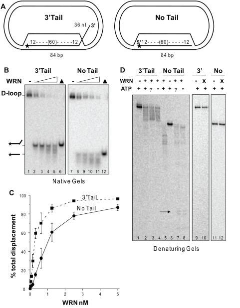 https://cdn.ncbi.nlm.nih.gov/pmc/blobs/8e22/2653227/386006c3bfb9/pone.0004825.g005.jpg