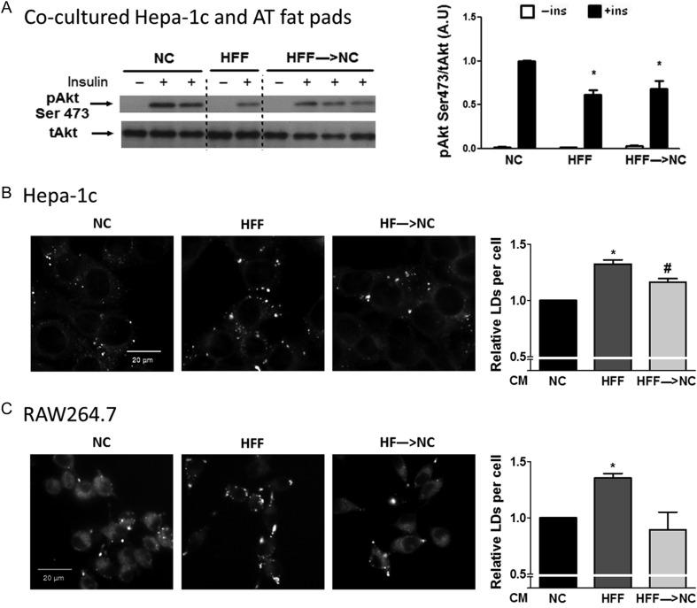https://cdn.ncbi.nlm.nih.gov/pmc/blobs/8e24/5457504/097a37609d4f/joe-233-293-g005.jpg
