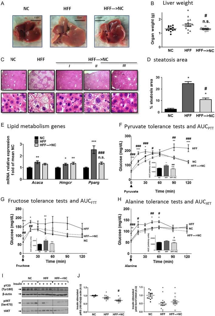 https://cdn.ncbi.nlm.nih.gov/pmc/blobs/8e24/5457504/435eab4d2c84/joe-233-293-g002.jpg