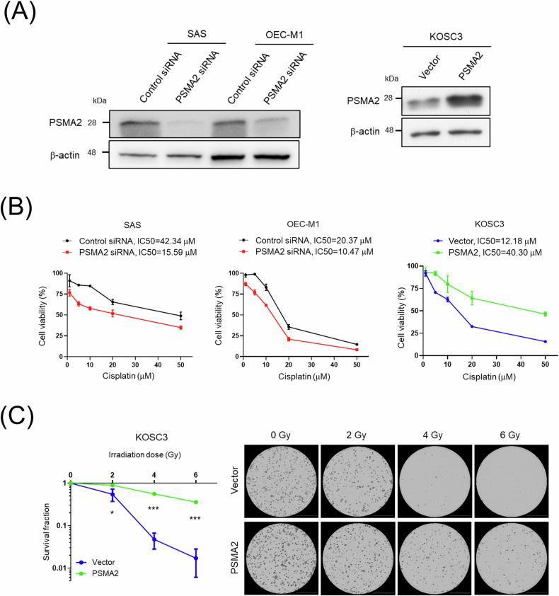 https://cdn.ncbi.nlm.nih.gov/pmc/blobs/8e2b/11724067/5334ff005eb8/41420_2025_2286_Fig2_HTML.jpg