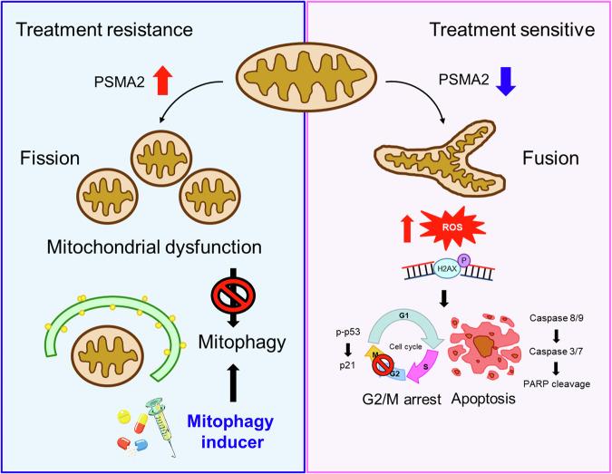 https://cdn.ncbi.nlm.nih.gov/pmc/blobs/8e2b/11724067/c4c41d6c2695/41420_2025_2286_Fig7_HTML.jpg