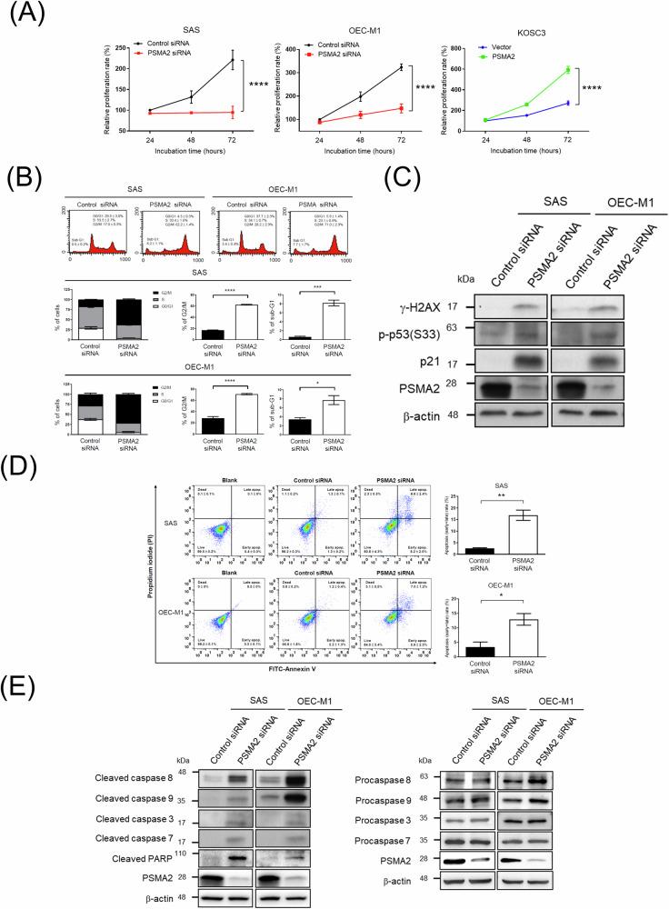 https://cdn.ncbi.nlm.nih.gov/pmc/blobs/8e2b/11724067/eb1ffbccaba8/41420_2025_2286_Fig4_HTML.jpg
