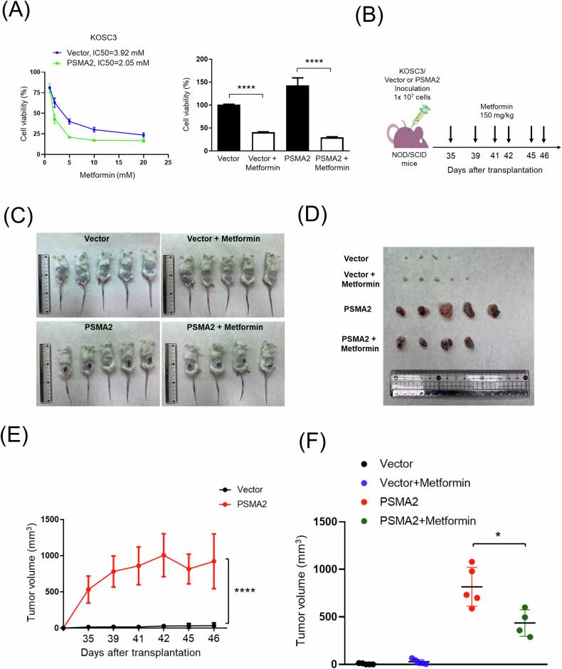 https://cdn.ncbi.nlm.nih.gov/pmc/blobs/8e2b/11724067/ee272f22009f/41420_2025_2286_Fig6_HTML.jpg