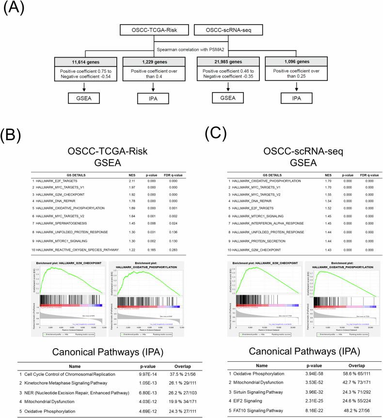 https://cdn.ncbi.nlm.nih.gov/pmc/blobs/8e2b/11724067/eeed30e95f82/41420_2025_2286_Fig3_HTML.jpg