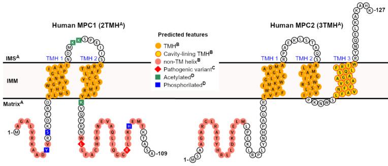 https://cdn.ncbi.nlm.nih.gov/pmc/blobs/8e2b/7699257/657098f8d93b/biology-09-00407-g001.jpg