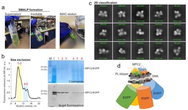 https://cdn.ncbi.nlm.nih.gov/pmc/blobs/8e2b/7699257/b5398eb611da/biology-09-00407-g002.jpg
