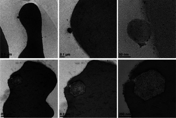 https://cdn.ncbi.nlm.nih.gov/pmc/blobs/8e2b/9970140/3e43f424acbe/11051_2023_5690_Fig9_HTML.jpg
