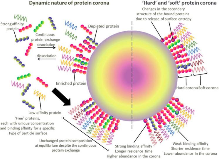 https://cdn.ncbi.nlm.nih.gov/pmc/blobs/8e2b/9970140/924510d0f518/11051_2023_5690_Fig7_HTML.jpg