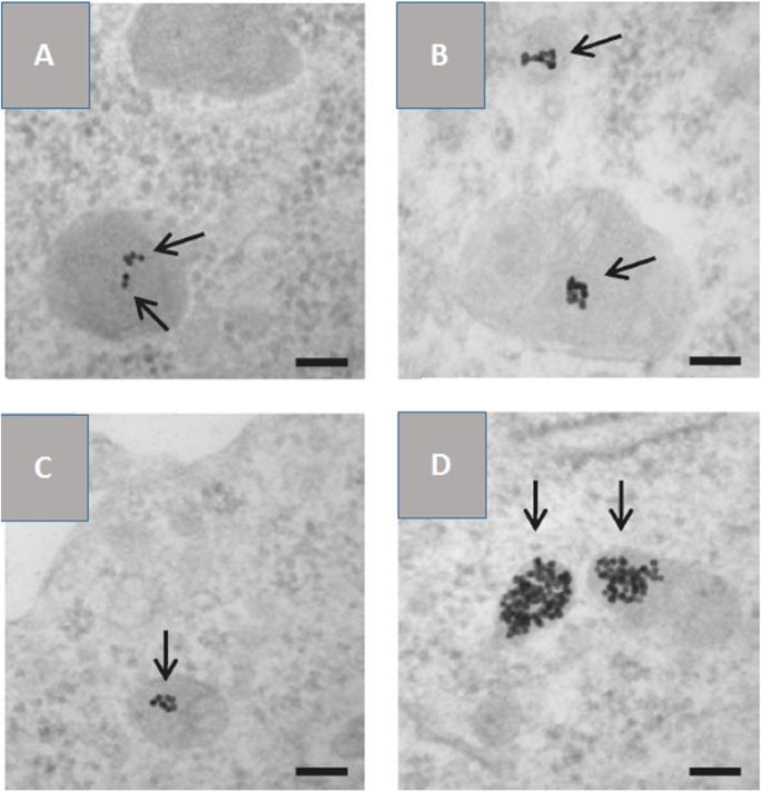 https://cdn.ncbi.nlm.nih.gov/pmc/blobs/8e2b/9970140/b08c6a3efa90/11051_2023_5690_Fig11_HTML.jpg