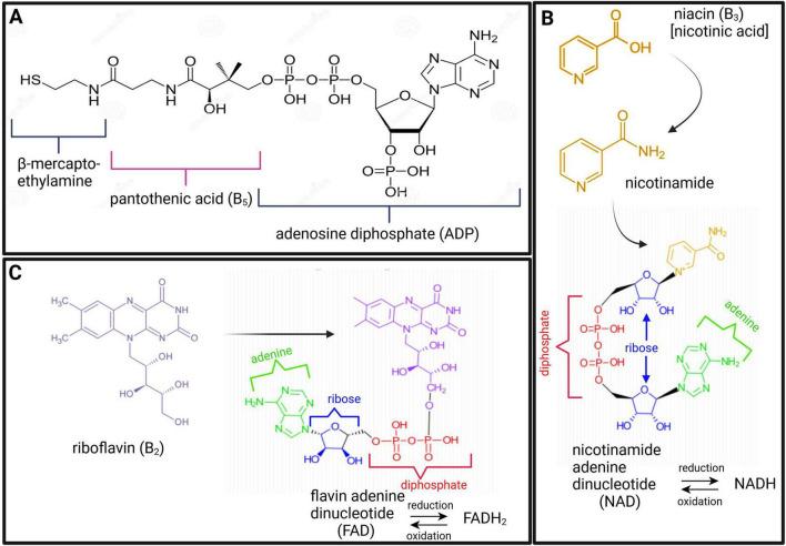 https://cdn.ncbi.nlm.nih.gov/pmc/blobs/8e30/12055844/b6c0f352cbef/fnins-19-1498655-g002.jpg