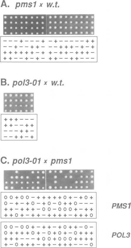 https://cdn.ncbi.nlm.nih.gov/pmc/blobs/8e35/413358/d408440c6e1c/emboj00076-0213-a.jpg
