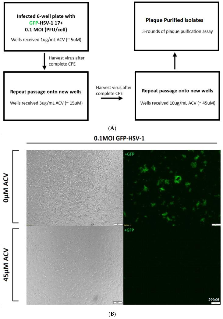 https://cdn.ncbi.nlm.nih.gov/pmc/blobs/8e38/7826900/f6e19c4e10c8/viruses-13-00086-g001a.jpg