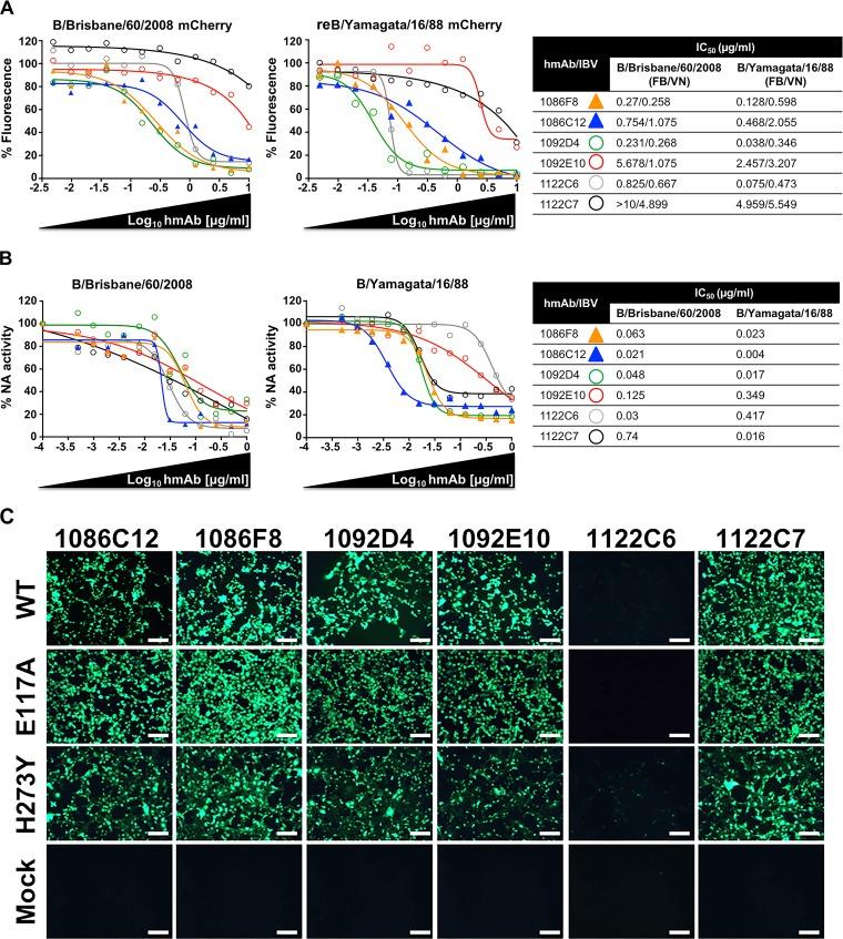 https://cdn.ncbi.nlm.nih.gov/pmc/blobs/8e39/6414695/7b74287f7950/mBio.00066-19-f0003.jpg