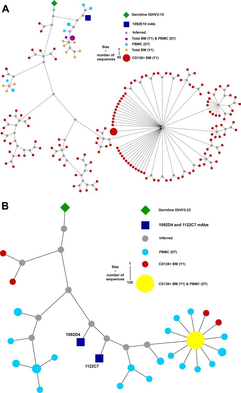 https://cdn.ncbi.nlm.nih.gov/pmc/blobs/8e39/6414695/b081bb74506d/mBio.00066-19-f0005.jpg