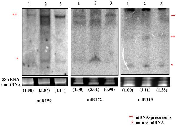 https://cdn.ncbi.nlm.nih.gov/pmc/blobs/8e3a/2972279/8aa7e0b4715a/1743-422X-7-281-3.jpg