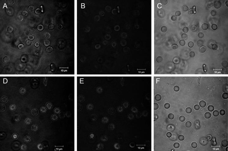 https://cdn.ncbi.nlm.nih.gov/pmc/blobs/8e3b/4594090/0f3a98ccd78d/11051_2015_3191_Fig9_HTML.jpg