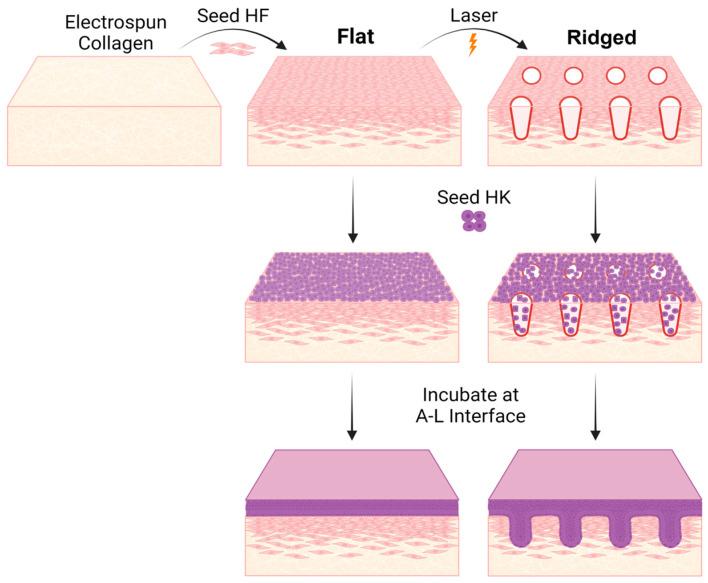 https://cdn.ncbi.nlm.nih.gov/pmc/blobs/8e3c/10376754/4affa7111bdd/bioengineering-10-00861-g001.jpg