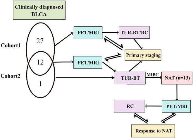 https://cdn.ncbi.nlm.nih.gov/pmc/blobs/8e3e/11059538/63d2447956c4/gr1.jpg