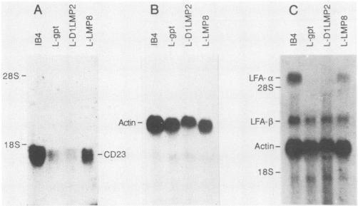 https://cdn.ncbi.nlm.nih.gov/pmc/blobs/8e3e/253849/7b5e5fff4d80/jvirol00090-0274-a.jpg