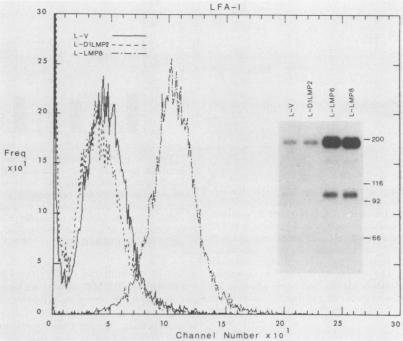 https://cdn.ncbi.nlm.nih.gov/pmc/blobs/8e3e/253849/b87ad75d51a2/jvirol00090-0273-a.jpg