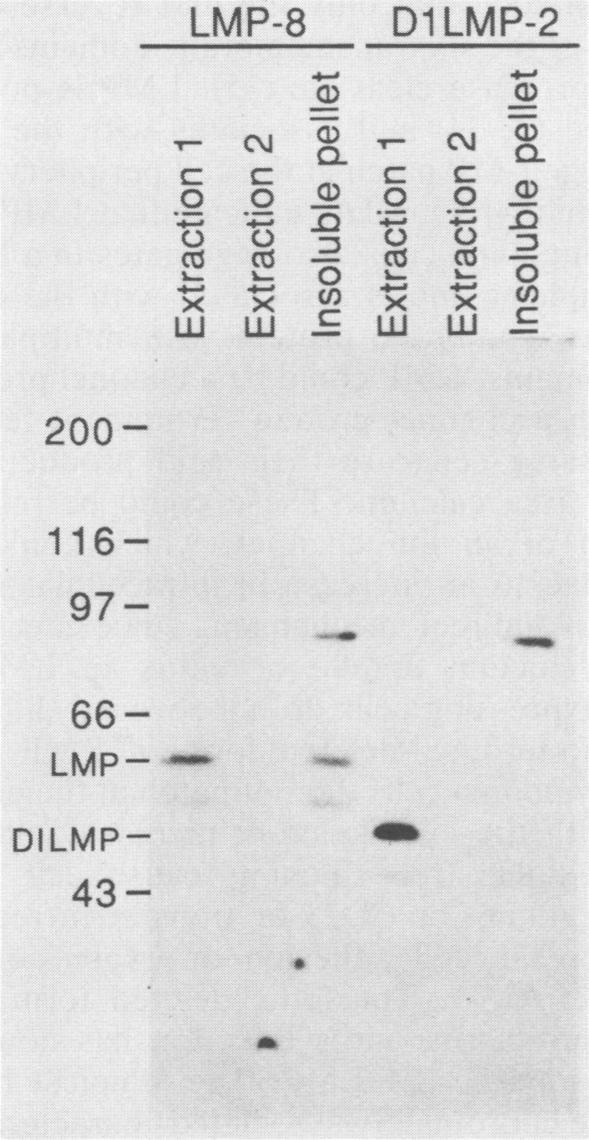https://cdn.ncbi.nlm.nih.gov/pmc/blobs/8e3e/253849/dc996c9c9ab9/jvirol00090-0277-a.jpg