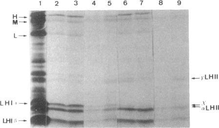 https://cdn.ncbi.nlm.nih.gov/pmc/blobs/8e44/208243/16c1ff70b9e9/jbacter00107-0108-b.jpg