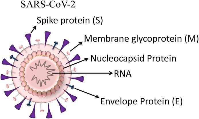 https://cdn.ncbi.nlm.nih.gov/pmc/blobs/8e44/7568848/3ae3a183260e/gr1_lrg.jpg