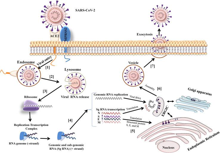 https://cdn.ncbi.nlm.nih.gov/pmc/blobs/8e44/7568848/ead27ab9a2ff/gr2_lrg.jpg