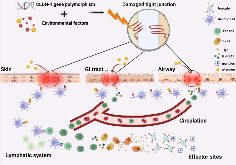 https://cdn.ncbi.nlm.nih.gov/pmc/blobs/8e44/9277052/93df4d7d1e11/fimmu-13-927465-g001.jpg