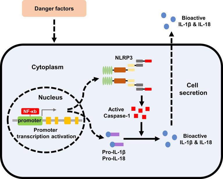 https://cdn.ncbi.nlm.nih.gov/pmc/blobs/8e4a/8297462/e0b7b8853fa1/fimmu-12-714340-g001.jpg