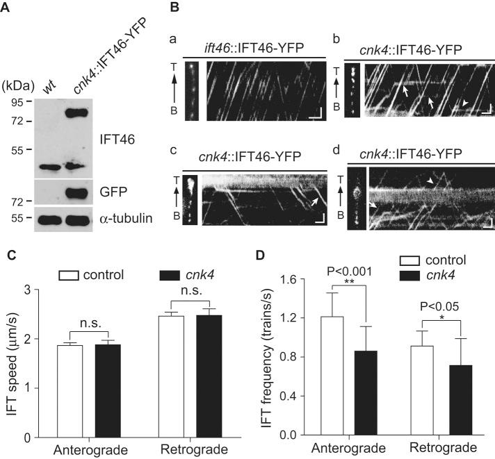 https://cdn.ncbi.nlm.nih.gov/pmc/blobs/8e4b/4803309/9ccec9d0aa97/838fig7.jpg