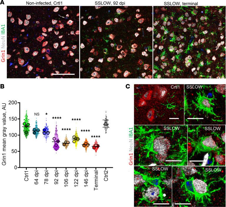 https://cdn.ncbi.nlm.nih.gov/pmc/blobs/8e4c/11601909/22ec025f1ebc/jci-134-181169-g032.jpg