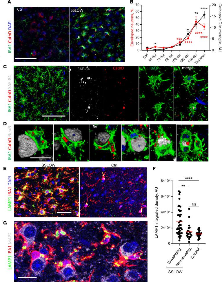 https://cdn.ncbi.nlm.nih.gov/pmc/blobs/8e4c/11601909/7b67cad5732f/jci-134-181169-g024.jpg