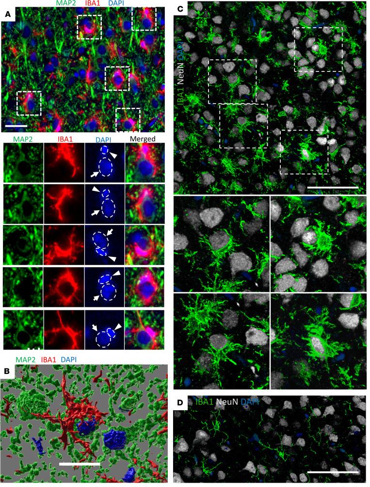 https://cdn.ncbi.nlm.nih.gov/pmc/blobs/8e4c/11601909/8b59d4830a8c/jci-134-181169-g027.jpg