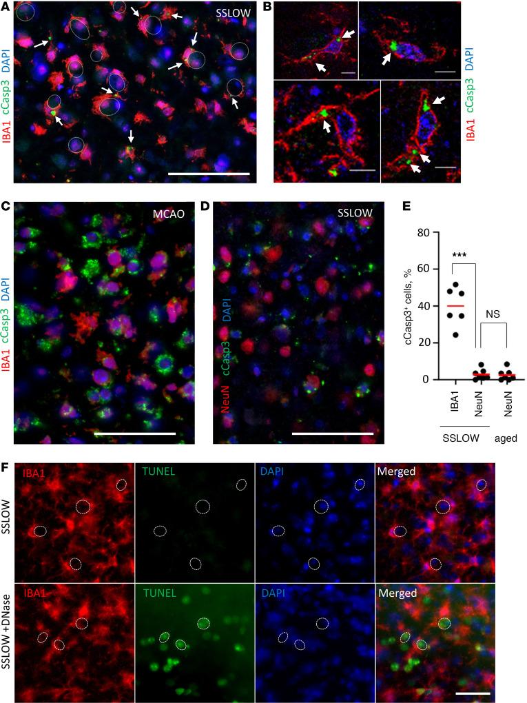https://cdn.ncbi.nlm.nih.gov/pmc/blobs/8e4c/11601909/a11f30f8d450/jci-134-181169-g031.jpg
