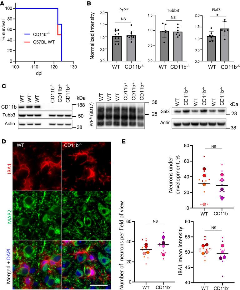https://cdn.ncbi.nlm.nih.gov/pmc/blobs/8e4c/11601909/fc24e15ede61/jci-134-181169-g025.jpg