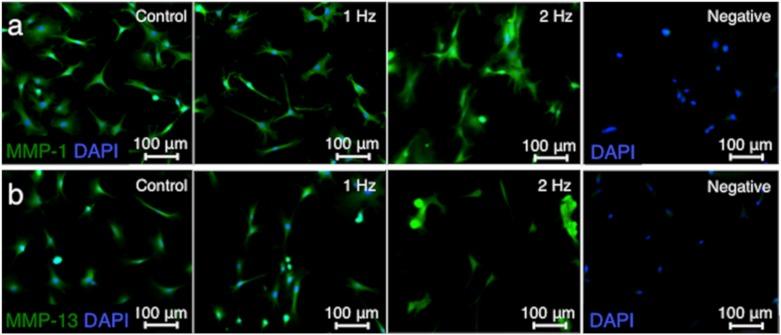 https://cdn.ncbi.nlm.nih.gov/pmc/blobs/8e4c/7037470/27e5ddfe9866/ijms-21-01082-g005a.jpg