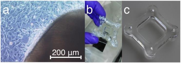 https://cdn.ncbi.nlm.nih.gov/pmc/blobs/8e4c/7037470/ec78ad709394/ijms-21-01082-g007.jpg