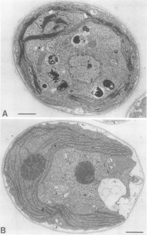 https://cdn.ncbi.nlm.nih.gov/pmc/blobs/8e4e/1062050/1baf7c2e9d00/plntphys00645-0210-a.jpg