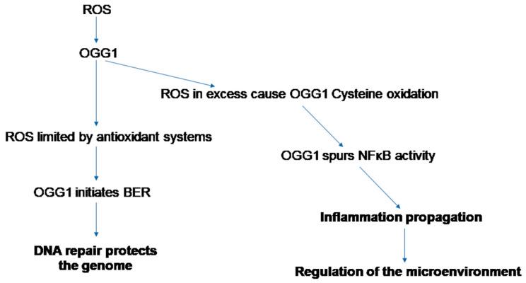 https://cdn.ncbi.nlm.nih.gov/pmc/blobs/8e50/10778025/dc2446f4e16f/cancers-16-00148-g002.jpg