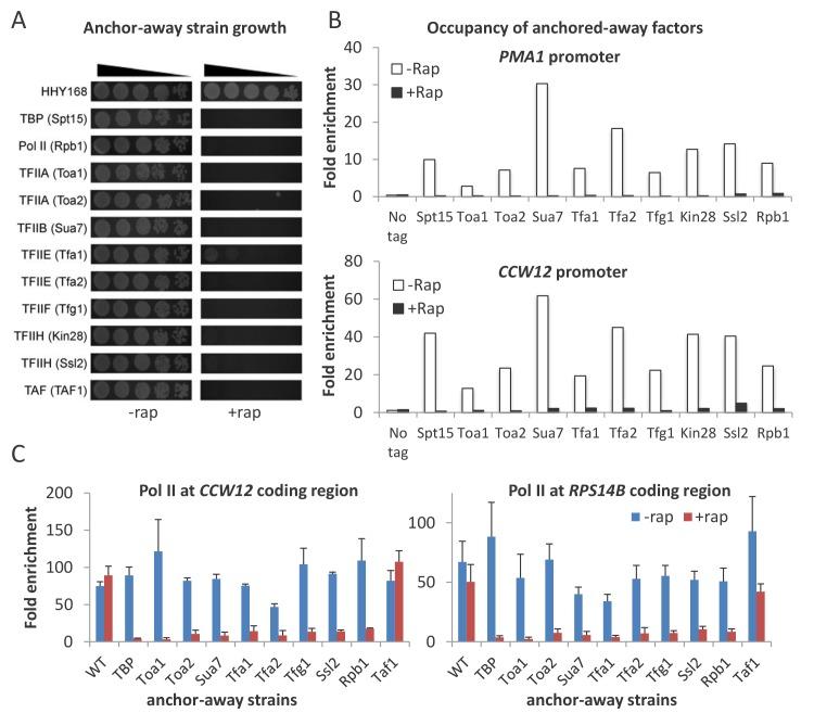 https://cdn.ncbi.nlm.nih.gov/pmc/blobs/8e53/6366898/6ed8e8614529/elife-43654-fig1.jpg