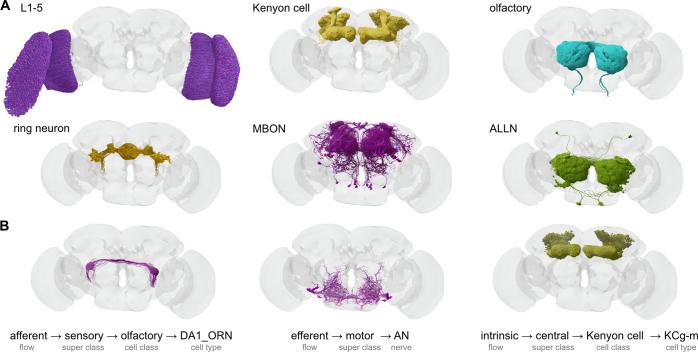 https://cdn.ncbi.nlm.nih.gov/pmc/blobs/8e54/11446831/db13fe511e7c/41586_2024_7686_Fig8_ESM.jpg